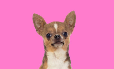 Portrait of a funny chihuahua dog with big ears