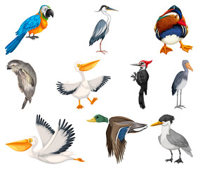 Naklejka premium Different kinds of birds collection