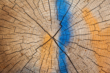 Texture of a cut tree with growth rings. Cross section of a tree with traces of yellow and blue...