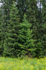 Fototapeta na wymiar some spruce trees near the forest in Ukrainian Carpathian