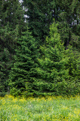 some spruce trees near the forest in Ukrainian Carpathian