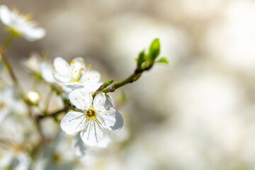 White flowers bloom in the trees. Spring landscape with blooming sakura tree. Beautiful blooming garden on a sunny day. Copy space for text.