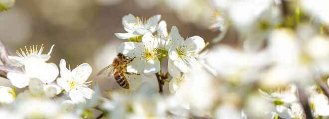 Bee on a flower of the white cherry blossoms. White flowers bloom in the trees. Spring landscape with blooming sakura tree. Beautiful blooming garden on a sunny day. Copy space for text. © Vera