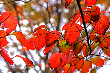 Decorative Japanese style garden