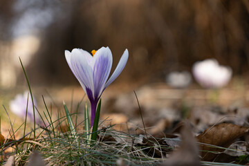 Close up on a beautiful white and purple crocus flowers during sunny spring day.  Blurry background, selective focus.