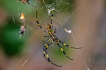 spider on web