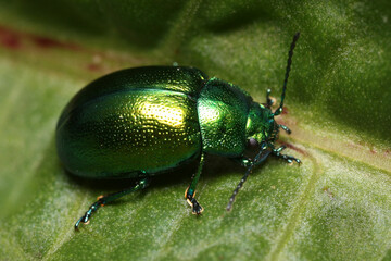 Side view of a mint leaf beetle