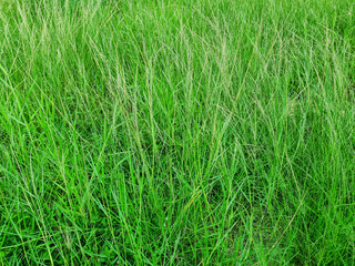 Obraz premium landscape texture of overgrown green grass