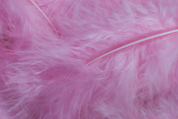 Background of pink feathers close-up