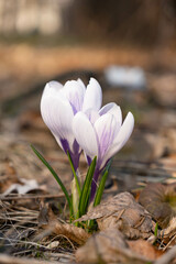 Close up on a beautiful white and purple crocus flowers during sunny spring day.  Blurry background, selective focus.