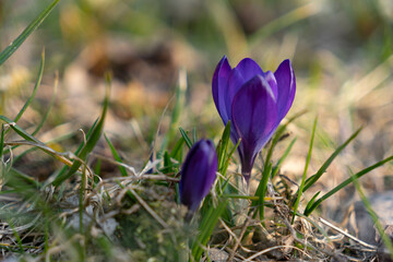 Close up on a bunch of purple crocus flowers during sunny spring day.  Blurry background, selective focus.
