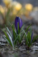 Fresh spring crocus blooming in the Park. Purple flower bud. Blurry yellow crocuses in the background. 