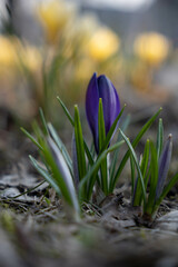 Fresh spring crocus blooming in the Park. Purple flower bud. Blurry yellow crocuses in the background. 