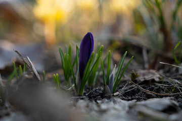 Fresh spring crocus blooming in the Park. Purple flower bud. Blurry yellow crocuses in the background. 