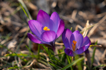 Purple crocuses, selective focus. Fresh spring crocuses bloom in the Park during sunny spring day.