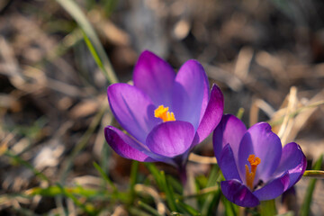 Purple crocuses, selective focus. Fresh spring crocuses bloom in the Park during sunny spring day.