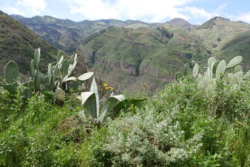 Landschaft auf Gran Canaria - obrazy, fototapety, plakaty
