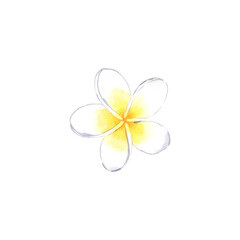 Fototapeta na wymiar Watercolor white tiare flower of tahiti