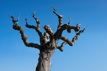 Bizarrer knorriger Baum vor blauem Himmel