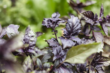 Fresh organic purple basil leaves in green garden background. Close-up of basilic plantation. Greenery, healthy eating, natural food