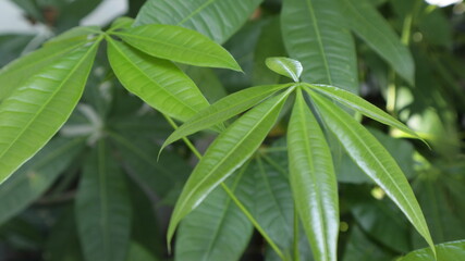 fresh green leaves in the yard