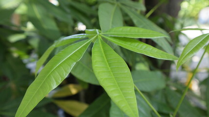 fresh green leaves in the yard
