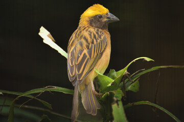 Male of Ploceus philippinus Bird. The baya weaver is a weaverbird and they are best known for their hanging retort shaped nests woven from leaves