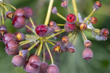 shrub plant with black round berries, on it snowed.