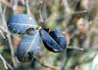 close-up macro photo of tree leaves.