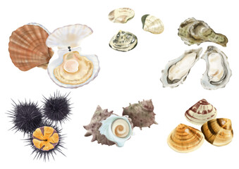 水彩タッチの食用貝類セット　