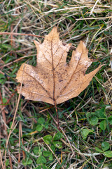 autumn leaves in the snow