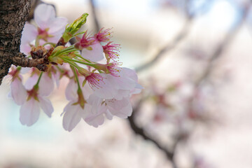 桜：さくら：Cherry blossoms（Prunus）