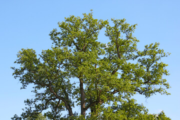 Beautiful large green oak tree against the blue sky.