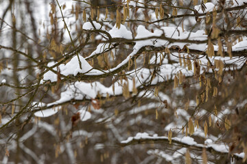 Snow on tree branches in the forest.