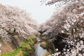 桜：さくら：Cherry blossoms（Prunus）