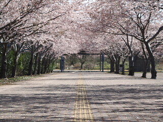 桜が散っている道