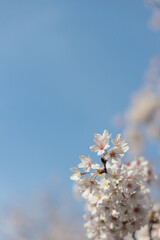 桜：さくら：Cherry blossoms（Prunus）