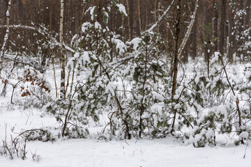Fototapeta premium Snow on tree branches in the forest.