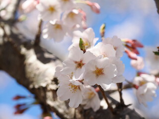 桜