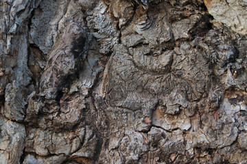Close-up of the gray structure of the tree bark, background.