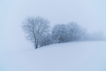 Germany, White snow and ice covering trees on a meadow in dark foggy winter atmosphere at dawn, nature landscape while snow is falling like a snow storm