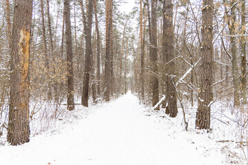 Snow-covered trees in the forest.