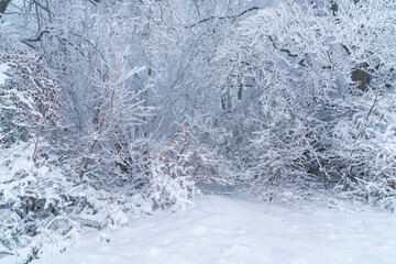Germany, Winter wonderland landscape in a forest ticket jungle like, trees covered with white fluffy snow and ice on a cold frozen winter day