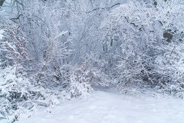 Germany, Winter wonderland landscape in a forest ticket jungle like, trees covered with white...