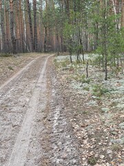 path in the woods