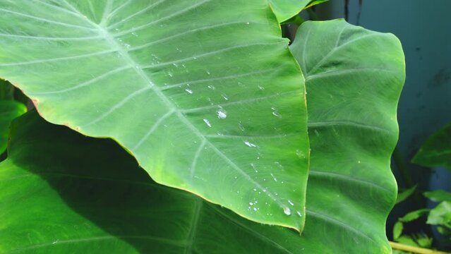 Water flows down the leaves of the Elephant Ear,Leaves that do not stick to the surface of the water.