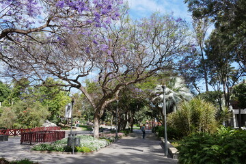 Jacarandabäume im Park Dorada in Las Palmas de Gran Canaria