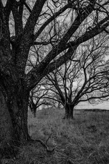 Fototapeta na wymiar Landscape photos with trees