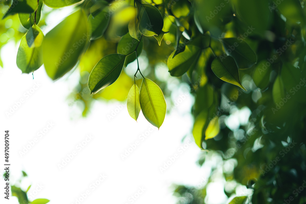 Wall mural green leaves in nature in summer evening