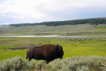 Buffalo herd in Hayden Valley in Yellowstone National Park, Wyoming, USA.